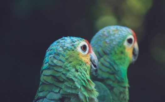 一对金刚鹦鹉图片