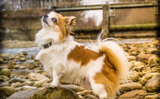 纯种宠物狗图片