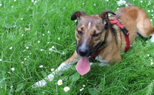 吐舌头小狗狗图片