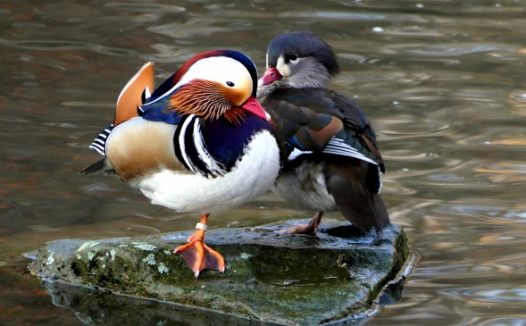 石头上休憩的鸳鸯图片
