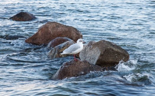 石头上的海鸥图片