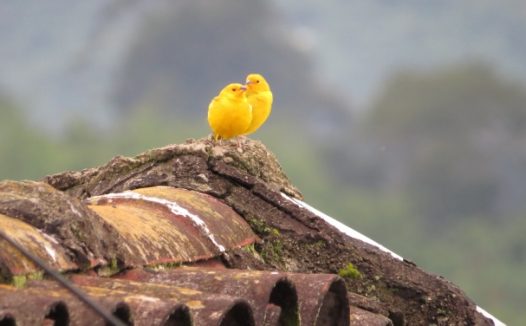 情侣金丝雀摄影图片