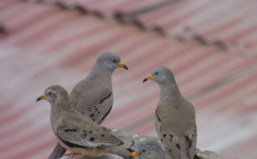 三只灰色海鸥图片