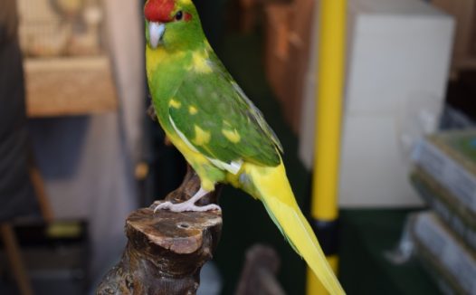 绿黄鹦鹉高清图片
