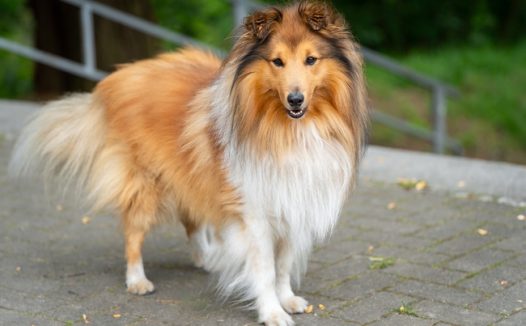 喜乐蒂牧羊犬摄影图片