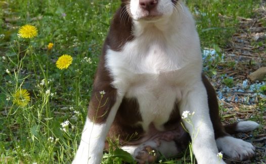 大瑞士山地犬图片