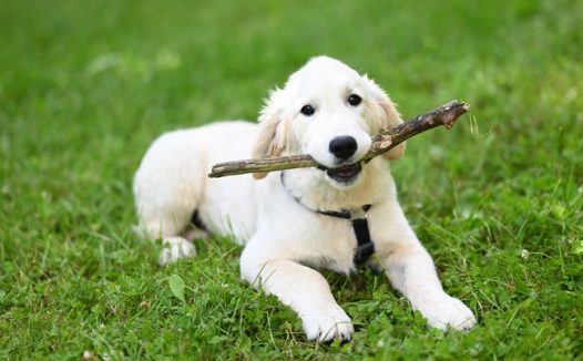 绿色草地可爱白色拉布拉多犬图片