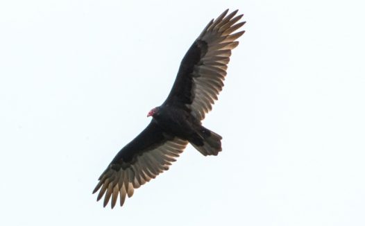 展翅高飞的老鹰图片