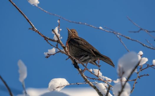 冬季蓝天枯枝积雪小鸟摄影图片