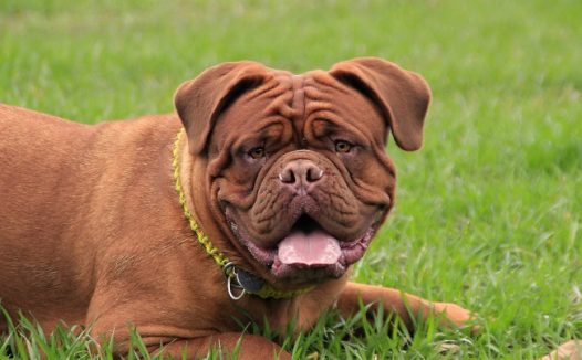 蠢萌斗牛犬图片