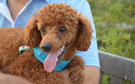 宠物狗贵宾犬图片