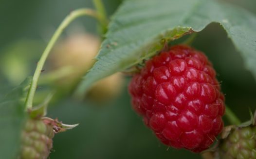 红色覆盆子摄影图片