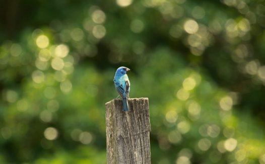 靛蓝色知更鸟摄影图片