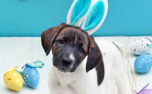 复活节可爱萌狗狗图片