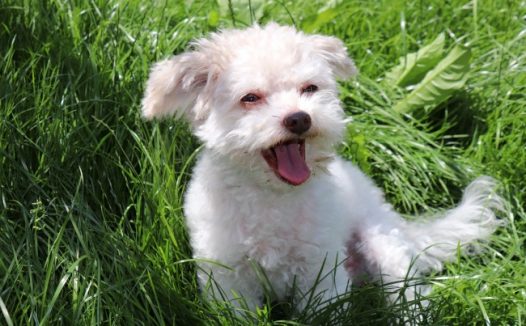 草丛可爱宠物狗狗图片