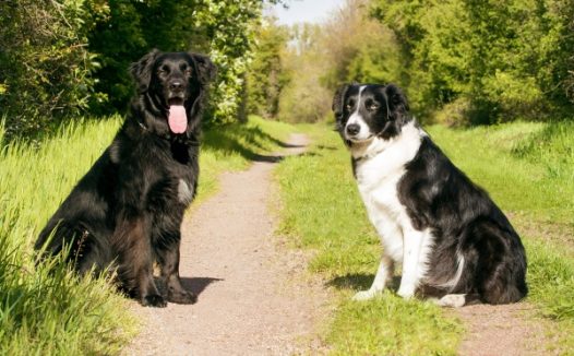 拉布拉多摄影图片