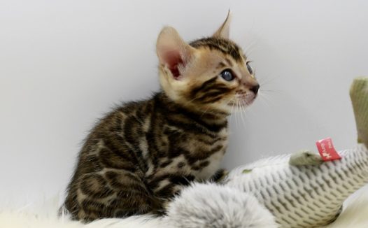 虎斑小猫咪图片