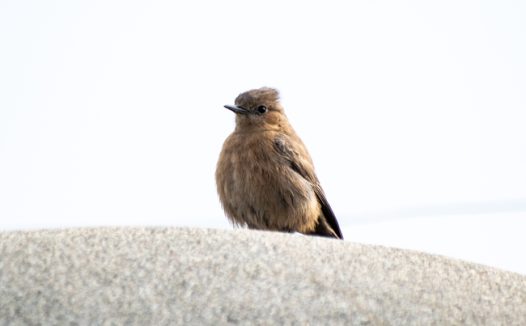 站在石头上的棕色聊天鸟摄影图片