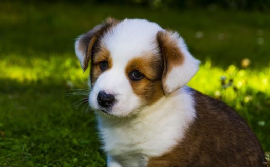 威尔士柯基犬图片