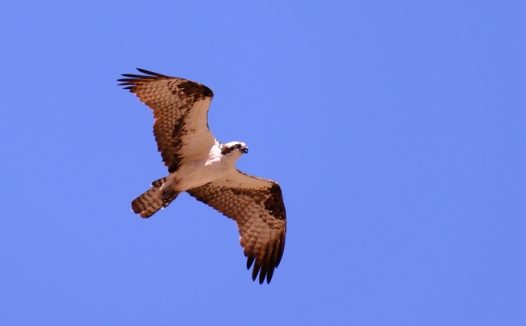 高空自由翱翔的野生飞禽图片