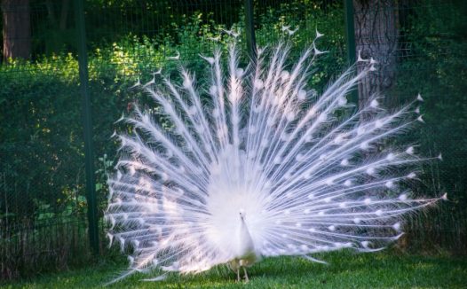 白色孔雀开屏图片