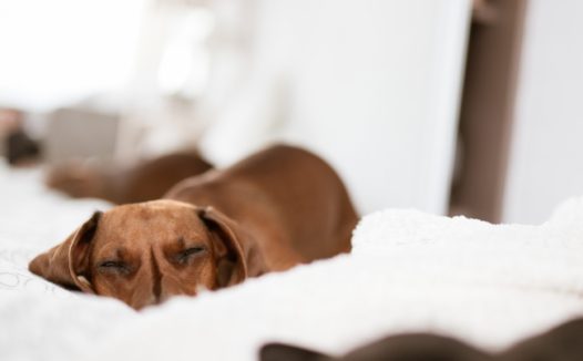 两只狗狗睡觉图片