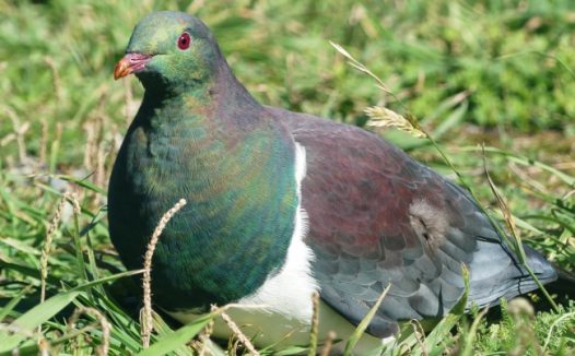 草地上的鸽子图片