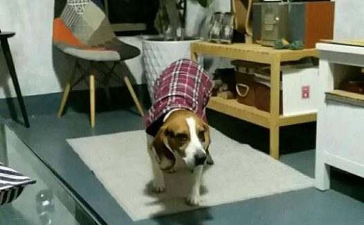 比格犬想麻咪了