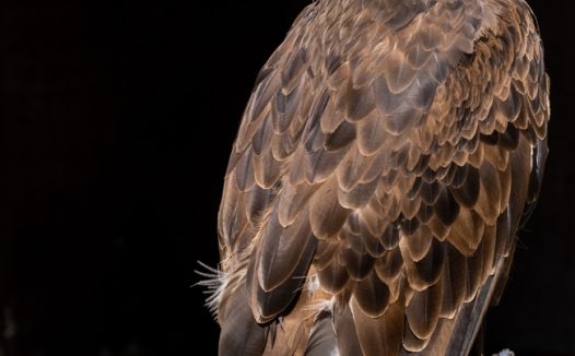 野生猛禽白头鹰图片