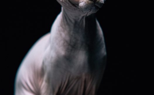 一只蓝眼睛无毛猫图片