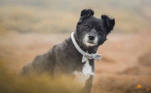 黑色流浪狗图片