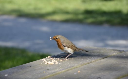 知更鸟进食图片