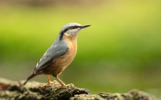 欧洲五子雀图片