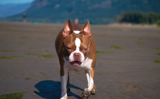 棕色波士顿梗犬图片