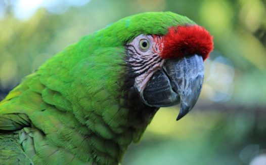 绿色虎皮鹦鹉图片