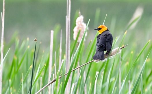 芦苇丛野生黄头黑鸟图片