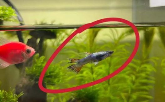 孔雀鱼烂尾怎么办 烂尾病的治疗方法