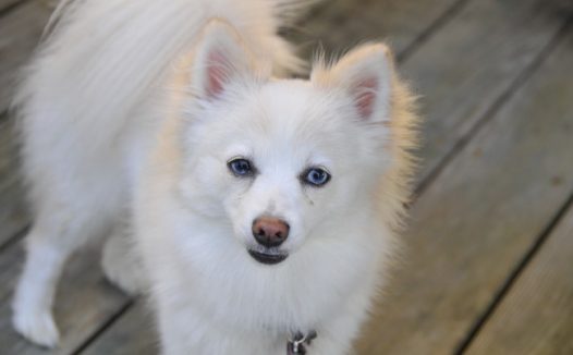 博美犬图片白色