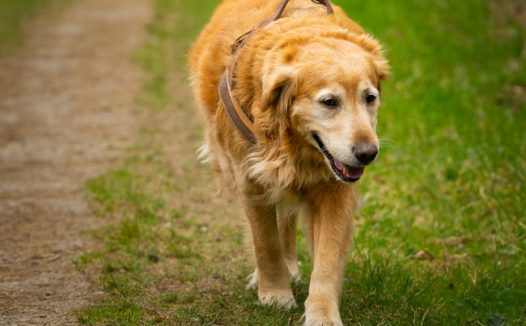 路边行走的金毛猎犬图片