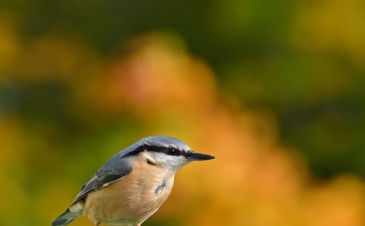 野生五十雀凝视远方图片