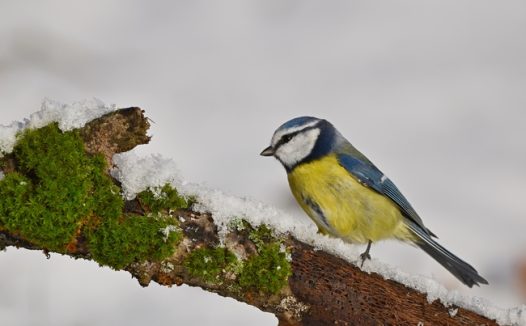 冬季雪地野生黄腹山雀摄影图片