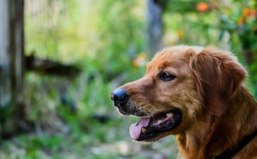 深色金毛犬图片