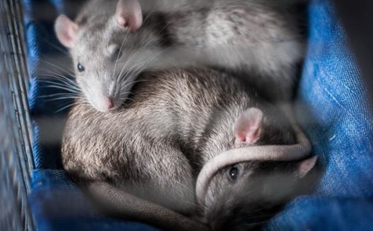 可爱小老鼠图片