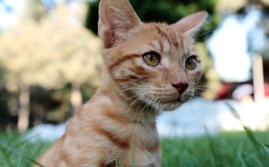 可爱小橘猫图片