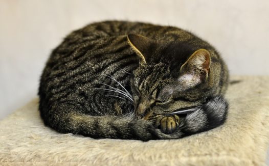 熟睡的小猫图片