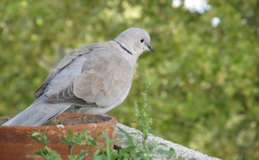一只灰色和平鸽图片