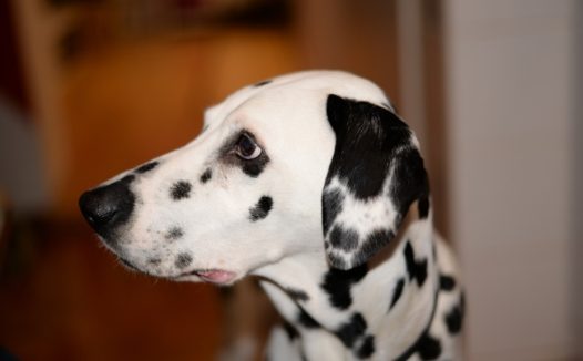可爱斑点狗狗图片