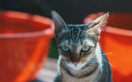 非洲短毛猫咪图片