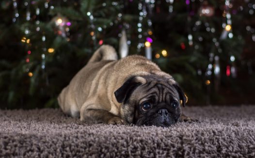 可爱帕格狗图片