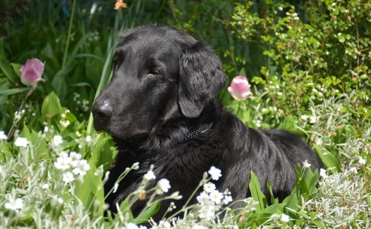 躺在花丛中的拉布拉多图片